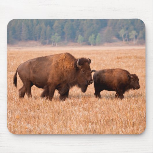 Tapis De Souris Bison Américain (Bison Bison) Vache Et Veau (Devant)