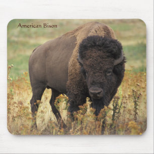 Tapis De Souris Bison américain sur la chaîne