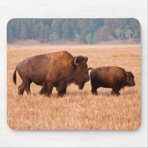 Tapis De Souris Bison d'Amérique (Bison Bison) Vache et Veau