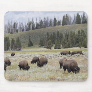 Tapis De Souris Bison dans la vallée de Hayden de Yellowstone
