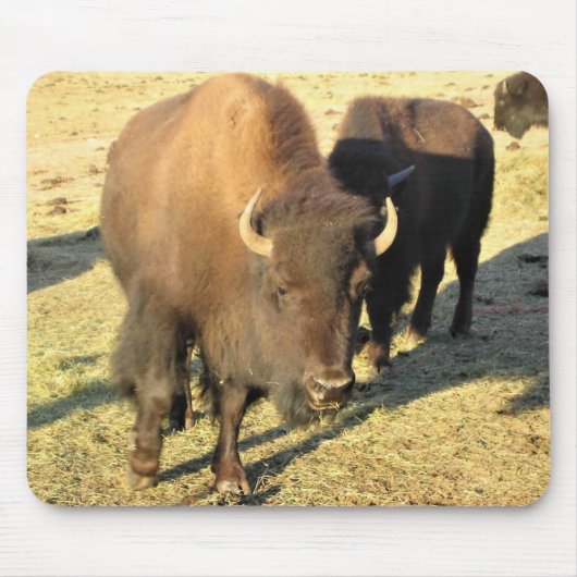 Tapis De Souris Bison dans le Colorado (Devant)