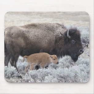 Tapis De Souris Bison de vache et de veau, Yellowstone