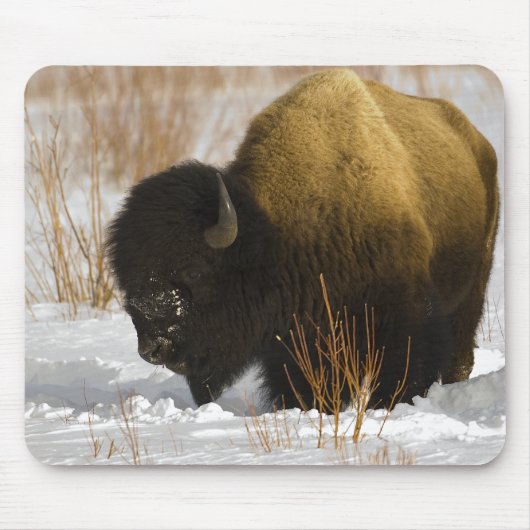 Tapis De Souris Bison en parc national de Yellowstone d'hiver (Devant)