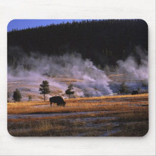 Tapis De Souris Bisons paissant dans le bassin supérieur des geyse