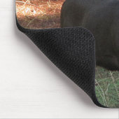 Tapis De Souris Blacktail Buck Mousepad (Coin)