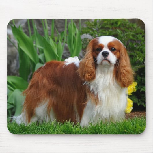 Tapis De Souris Blenheim Cavalier King Charles Spaniel Chien Chien (Devant)