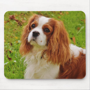 Tapis De Souris Blenheim Cavalier King Charles Spaniel Chien Chien
