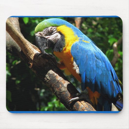Tapis de souris bleu d'ara (Devant)