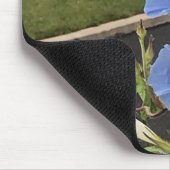 Tapis De Souris Blue Cascade Morning Glory Close-up (Coin)