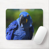 Tapis De Souris Blue Hyacinth Macaw (Avec souris)