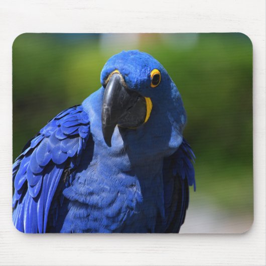 Tapis De Souris Blue Hyacinth Macaw (Devant)