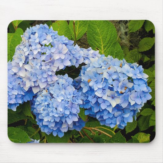 Tapis De Souris Blue Hydrangeas (Devant)