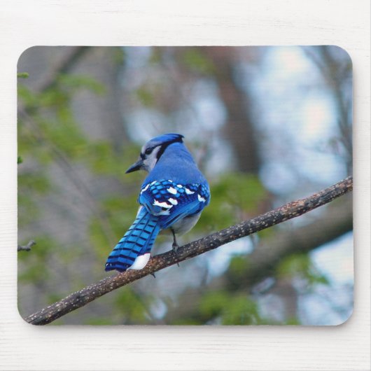 Tapis De Souris Blue Jay (Devant)