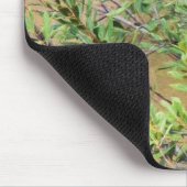 Tapis De Souris Blue Jay sur Southern Wax Myrtle (Coin)