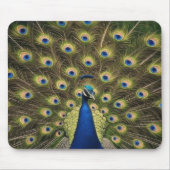Tapis De Souris Blue Peacock (Devant)