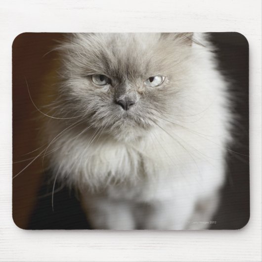 Tapis De Souris Blue Point Himalayan Chat à l'air irrité (Devant)