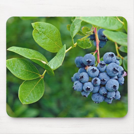 Tapis De Souris Blueberry Bush (Devant)