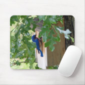Tapis De Souris Bluebird à la maison (Avec souris)