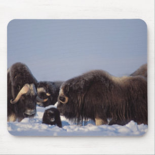 Tapis De Souris bœuf musqué, Ovibos moschatus, taureau et vache