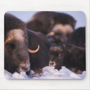 Tapis De Souris bœuf musqué, Ovibos moschatus, vache avec nouveau-