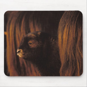 Tapis De Souris bœuf musqué, Ovibos moschatus, veau nouveau-né