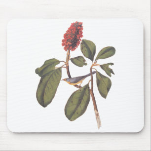 Tapis De Souris Bonaparte Moucherolle Canada Paruline Audubon Oise