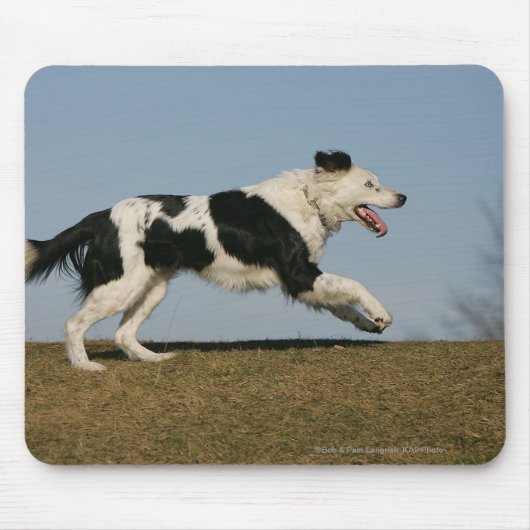 Tapis De Souris Border collie courant 2 (Devant)
