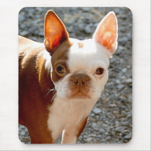 Tapis De Souris Boston Terrier