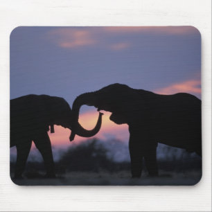 Tapis De Souris Botswana, parc national de Chobe, Éléphants