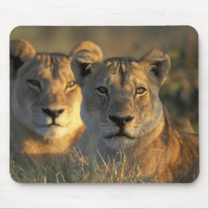 Tapis De Souris Botswana, parc national de Chobe, Lionnes