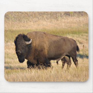 Tapis De Souris Bousepée de bison