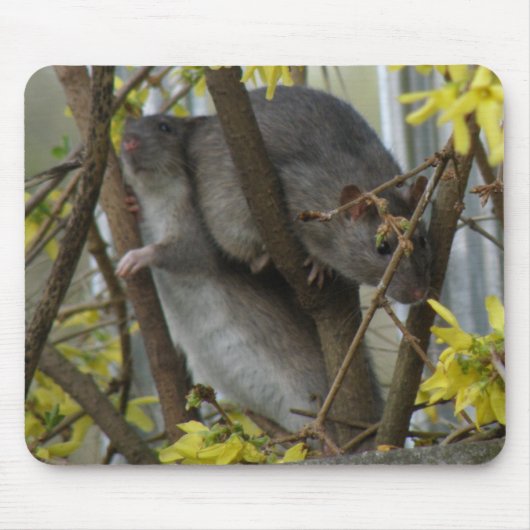 Tapis De Souris Bouteilles rousses Mousepad (Devant)