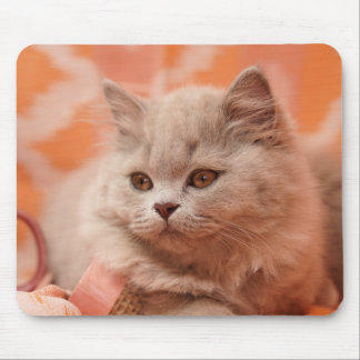 Tapis De Souris British shorthair, British longhair, Lilas