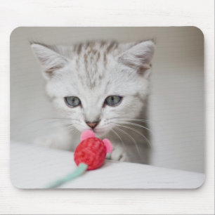 Tapis De Souris British shorthair kitten smelling toy mouse