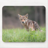 Tapis De Souris Brown Coyote, Canadian Wildlife Photography (Devant)