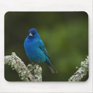 Tapis De Souris Bruant indigo, Passerina cyanea, Côtiers