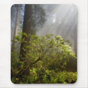 Tapis De Souris Brume matinale sur le Rhododendron