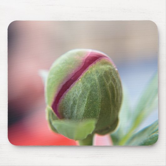 Tapis De Souris Bud d'une Peony/Pfingstrosen (Devant)