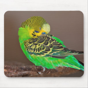 Tapis de souris Budgie somnolent
