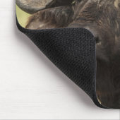 Tapis De Souris Buffle d'Afrique, Syncerus caffer (Coin)