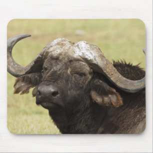 Tapis De Souris Buffle d'Afrique, Syncerus caffer