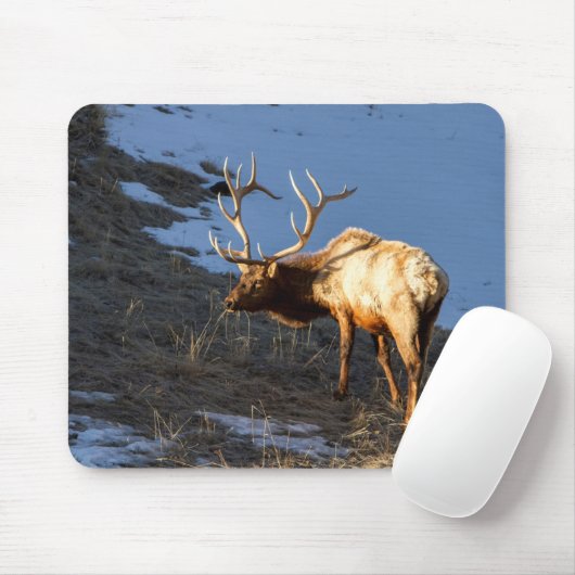 Tapis De Souris Bull Elk (Avec souris)
