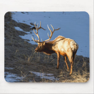 Tapis De Souris Bull Elk