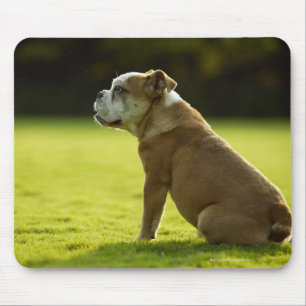 Tapis De Souris Bulldog dans le champ