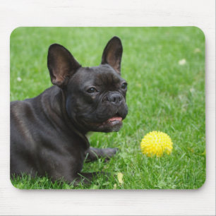 Tapis De Souris Bulldog français