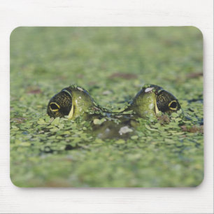 Tapis De Souris Bullfrog, Rana catesbeiana, adulte en algue