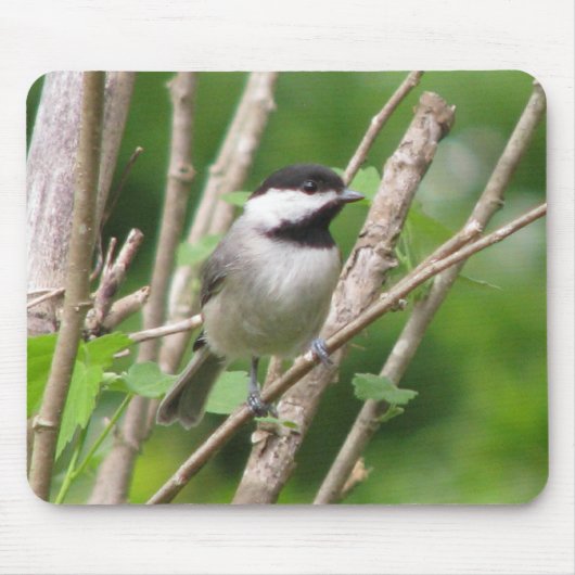 Tapis De Souris C. Chickadee Mousepad angélique (Devant)