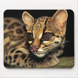 Tapis De Souris CA, Panama central, Soberania NP, Margay 2