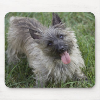 Tapis De Souris Cairn Terrier Brindle Mousepad