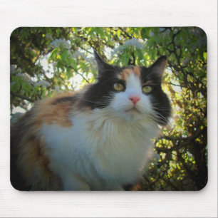 Tapis De Souris Calico dans l'arbre Apple en floraison